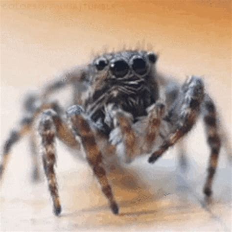 spider gif